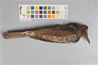 藏品(日本棕耳鵯)的圖片